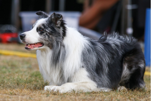 Dünyanın en zeki köpeği Border Collie